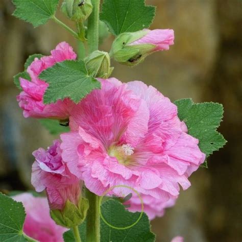 vente de semence de rose trémière|Graines de Rose trémière noire ou variée en sachet de 80 graines.